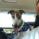 Illustration for article titled Oppopinions sought: dog seat covers